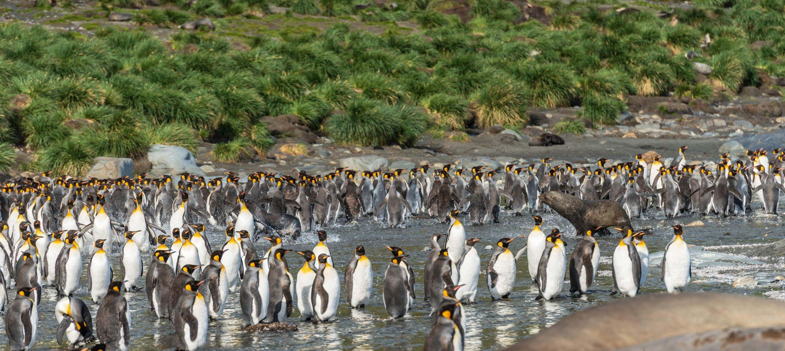 Uk Expands Marine Protections In South Georgia And The South Sandwich 